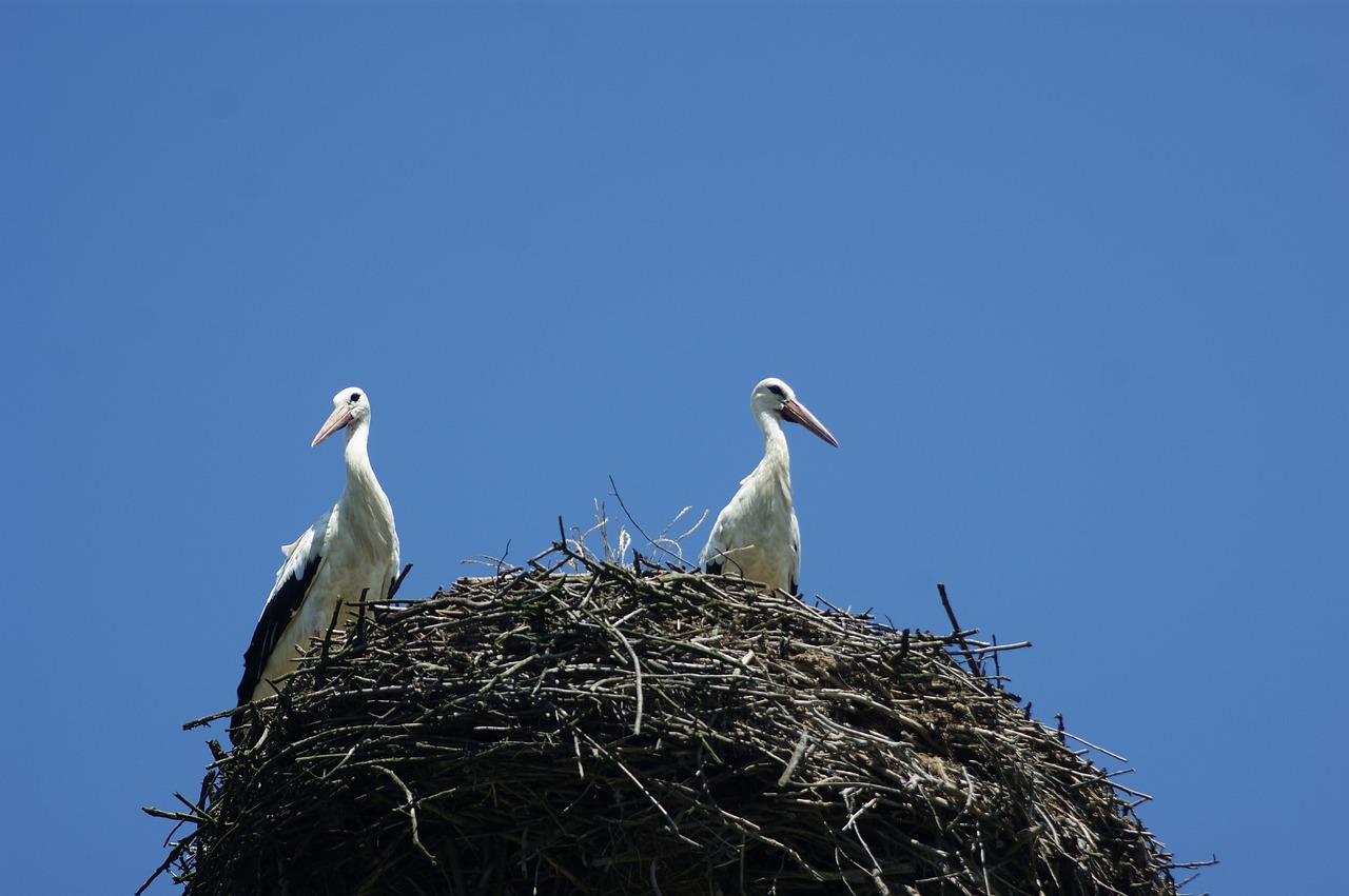 stork nest before the trip free photo