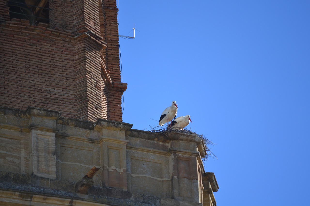 stork animal world bell tower free photo