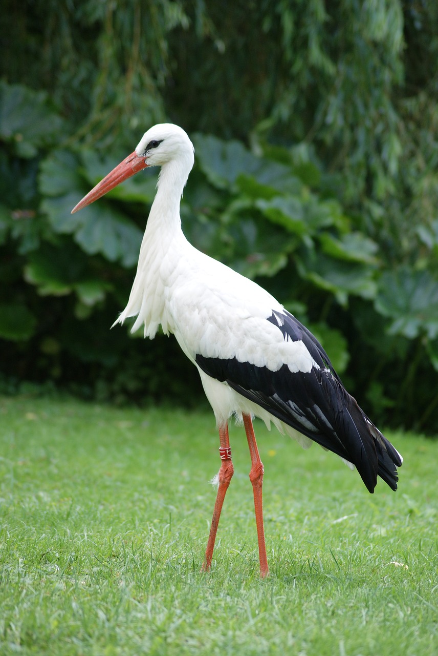 stork bird animals free photo