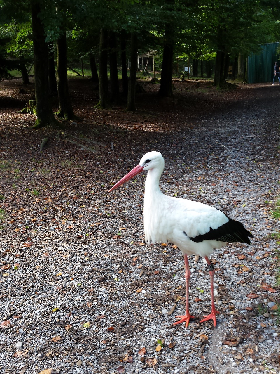 stork wildlife park bird free photo