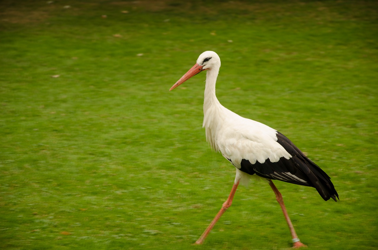 stork green rattle stork free photo