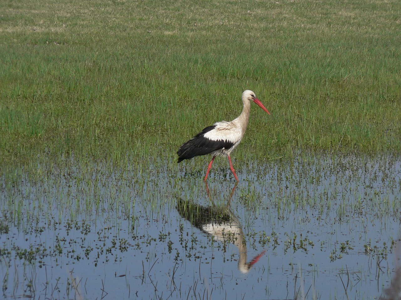 stork wetland reflection free photo