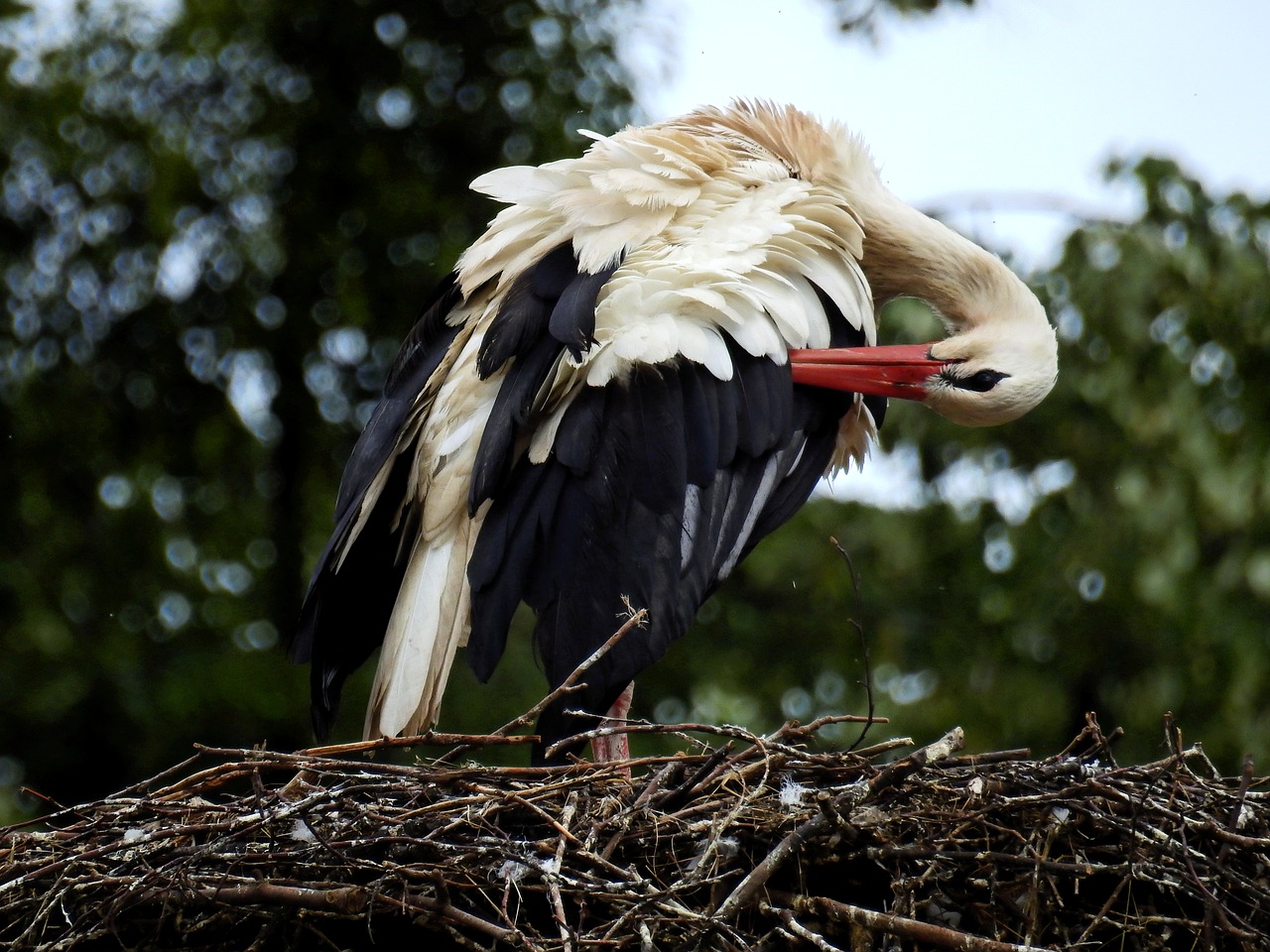 stork bird nest free photo