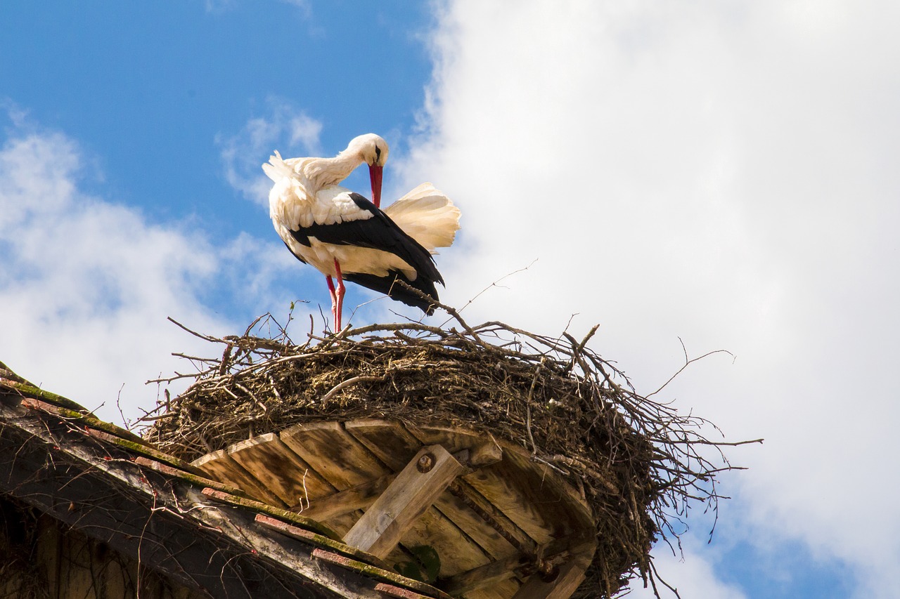 stork nest bird free photo