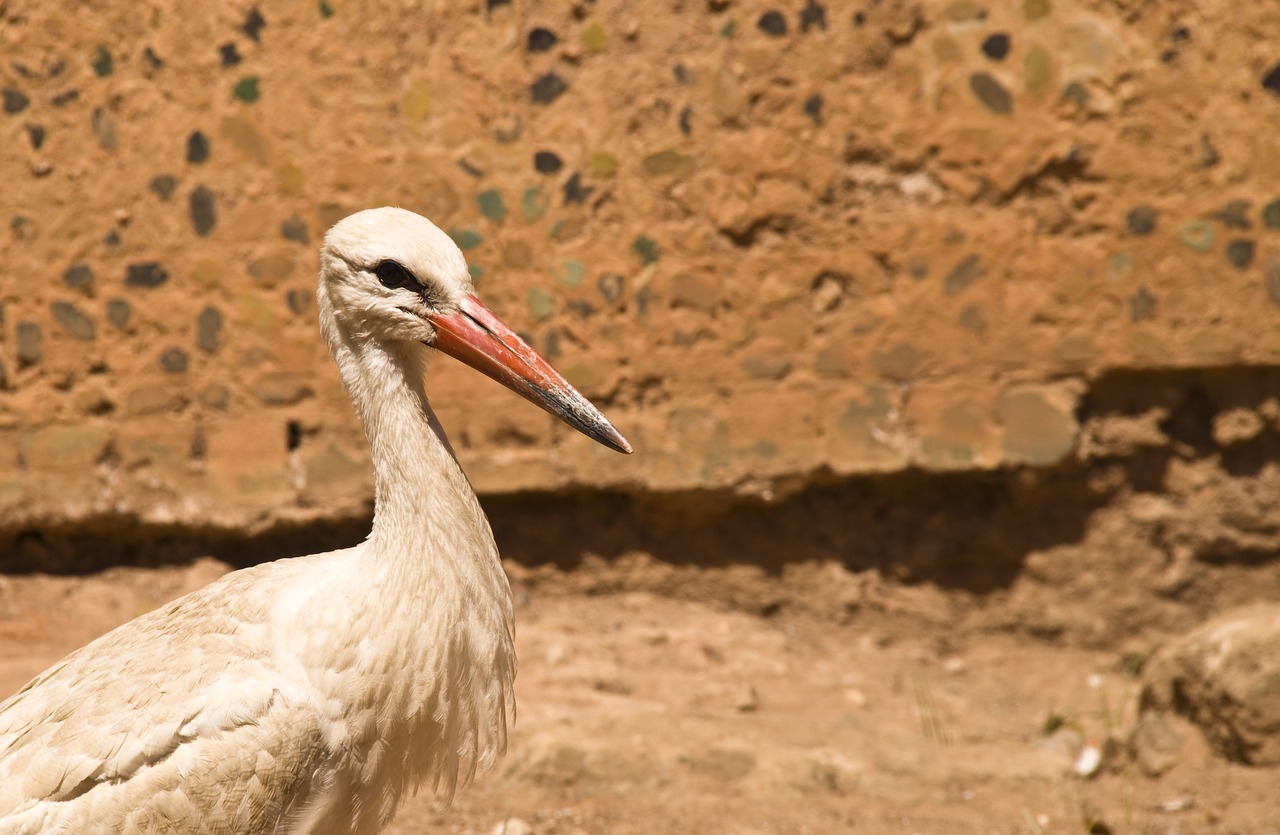 stork rattle stork africa free photo