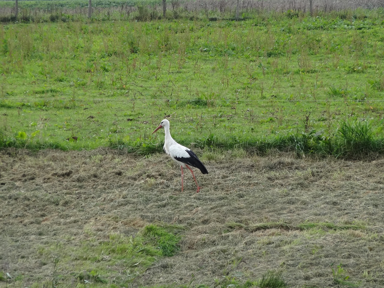 stork netherlands pasture free photo