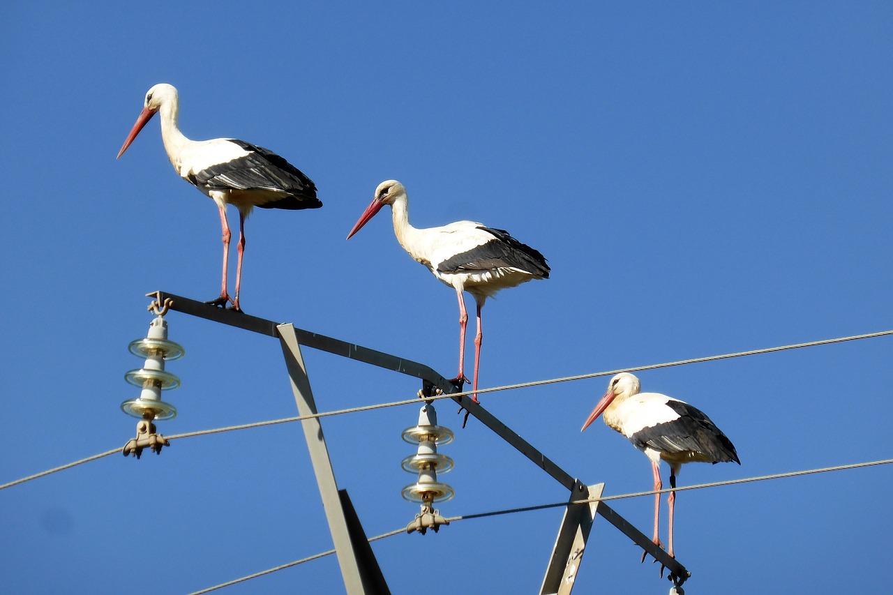 stork spring portugal free photo