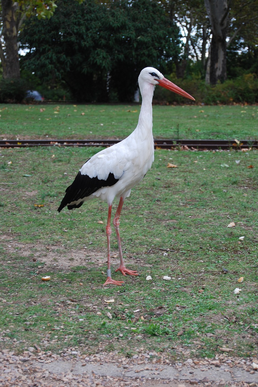 stork adebar rattle stork free photo