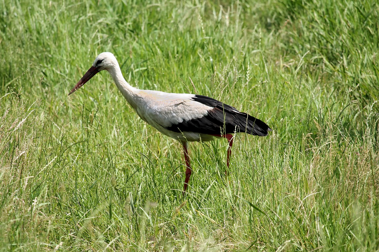 stork meadow bird free photo