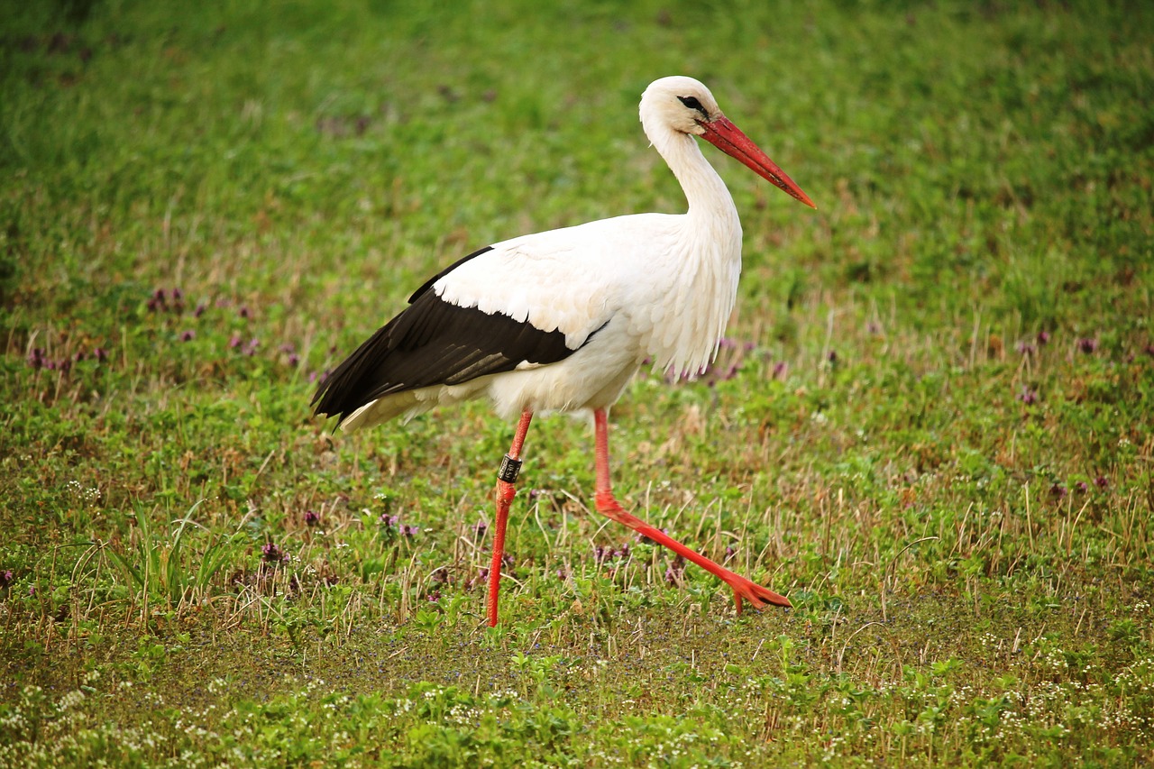 stork bird eastern free photo
