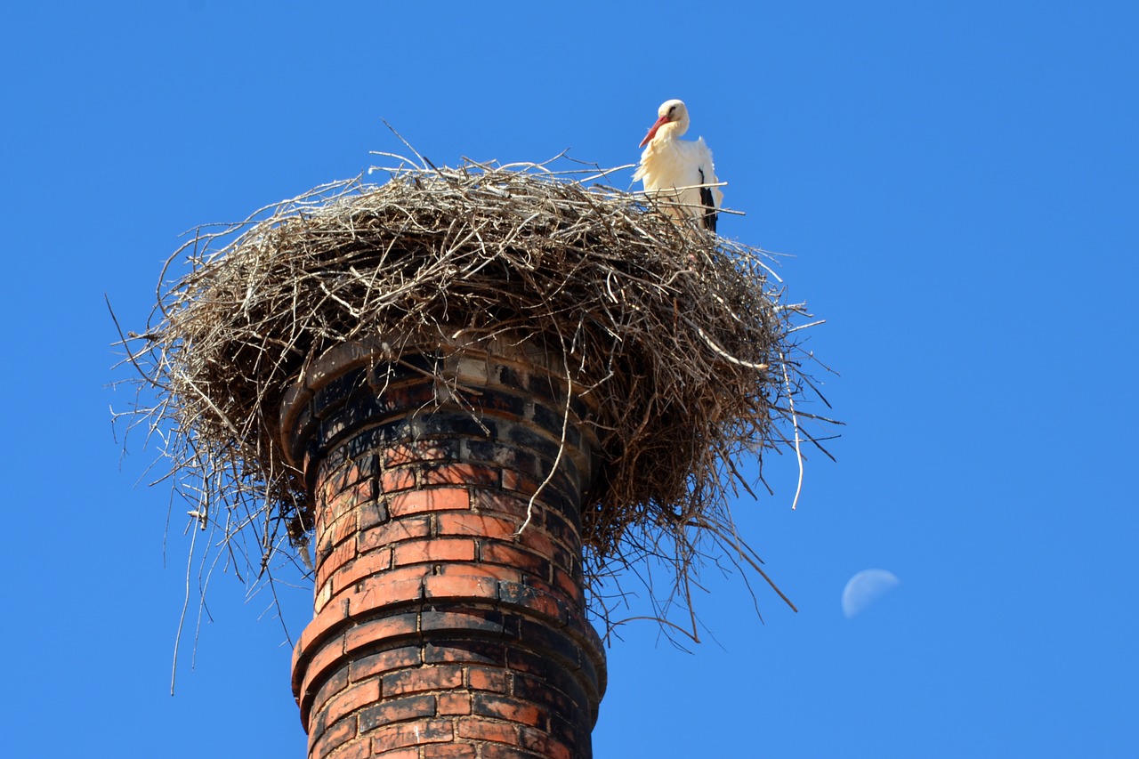 stork nest bird free photo