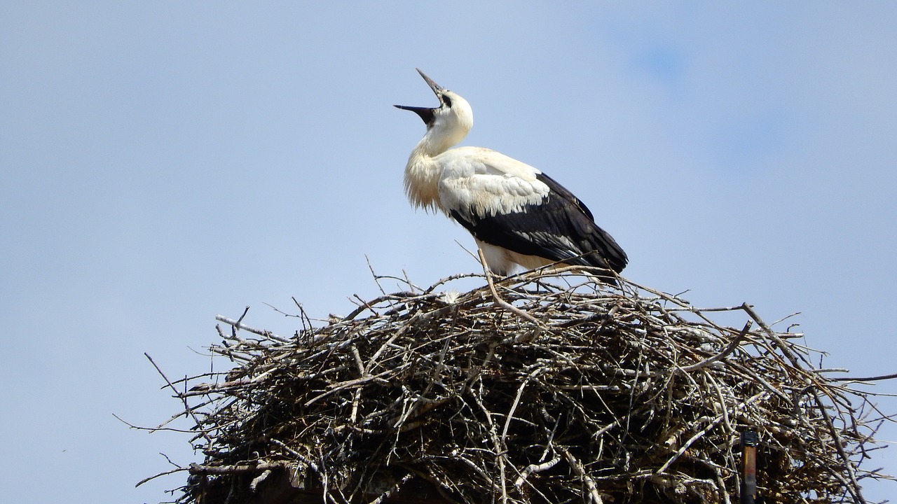stork baby stork nesting free photo