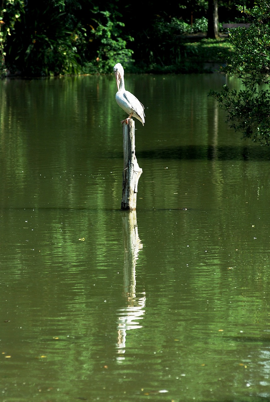 stork bird lonely free photo