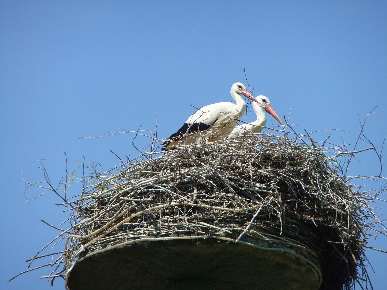stork netherlands nature free photo
