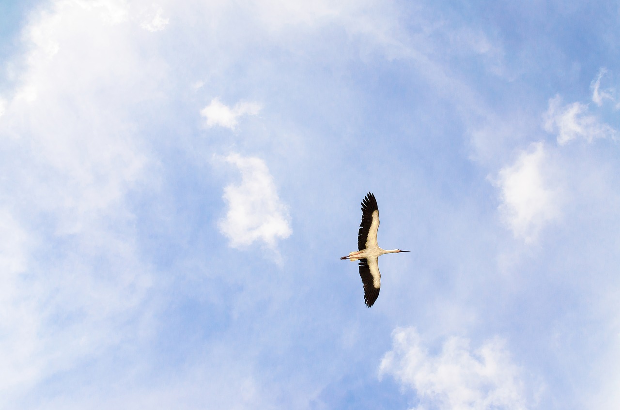 stork sky animal free photo