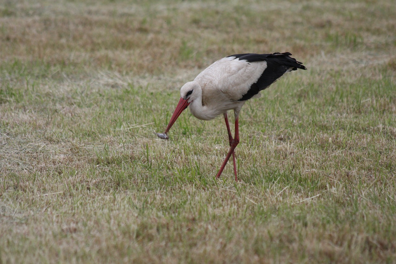 stork white stork rattle stork free photo