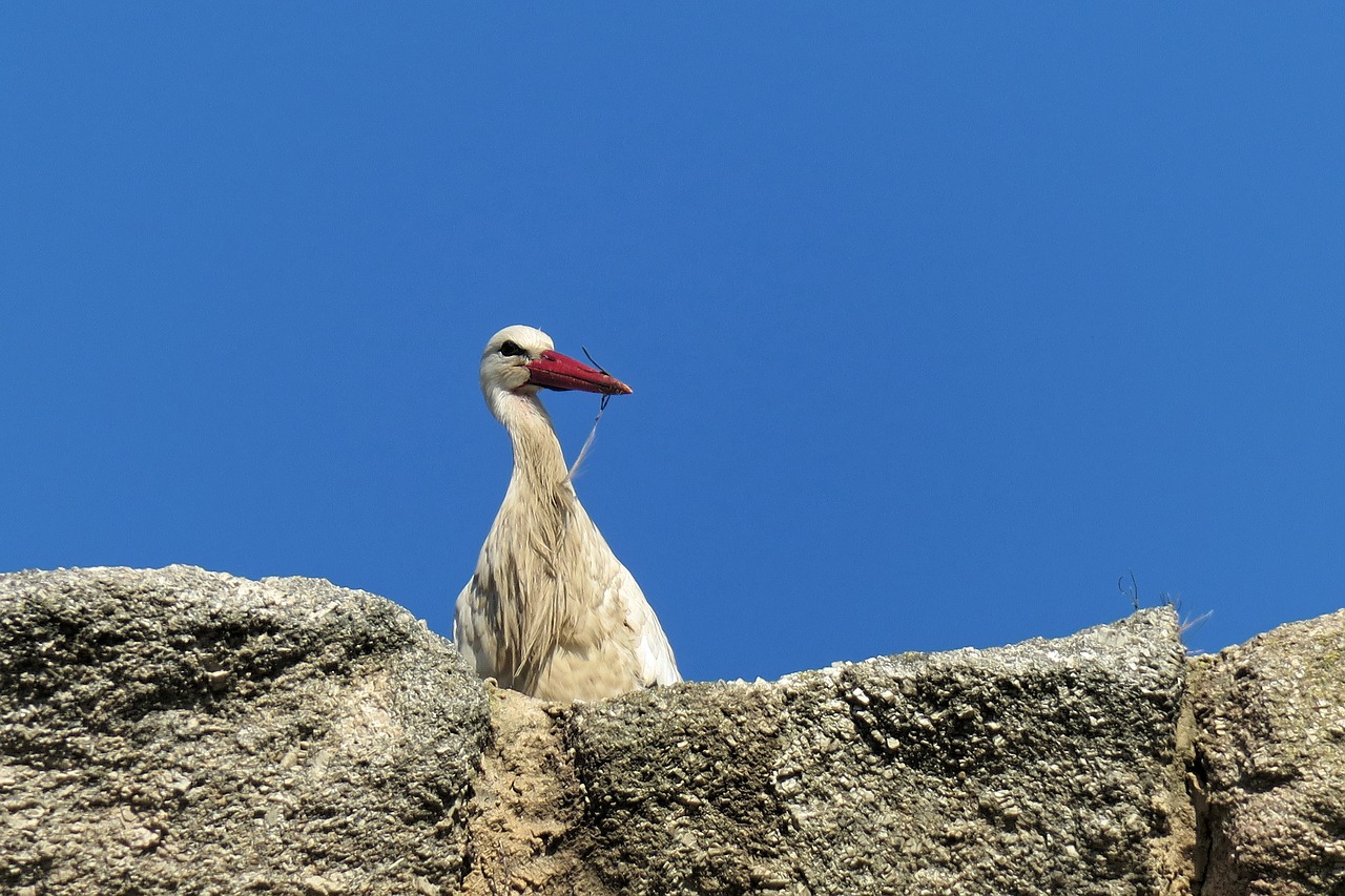 stork bird spain free photo