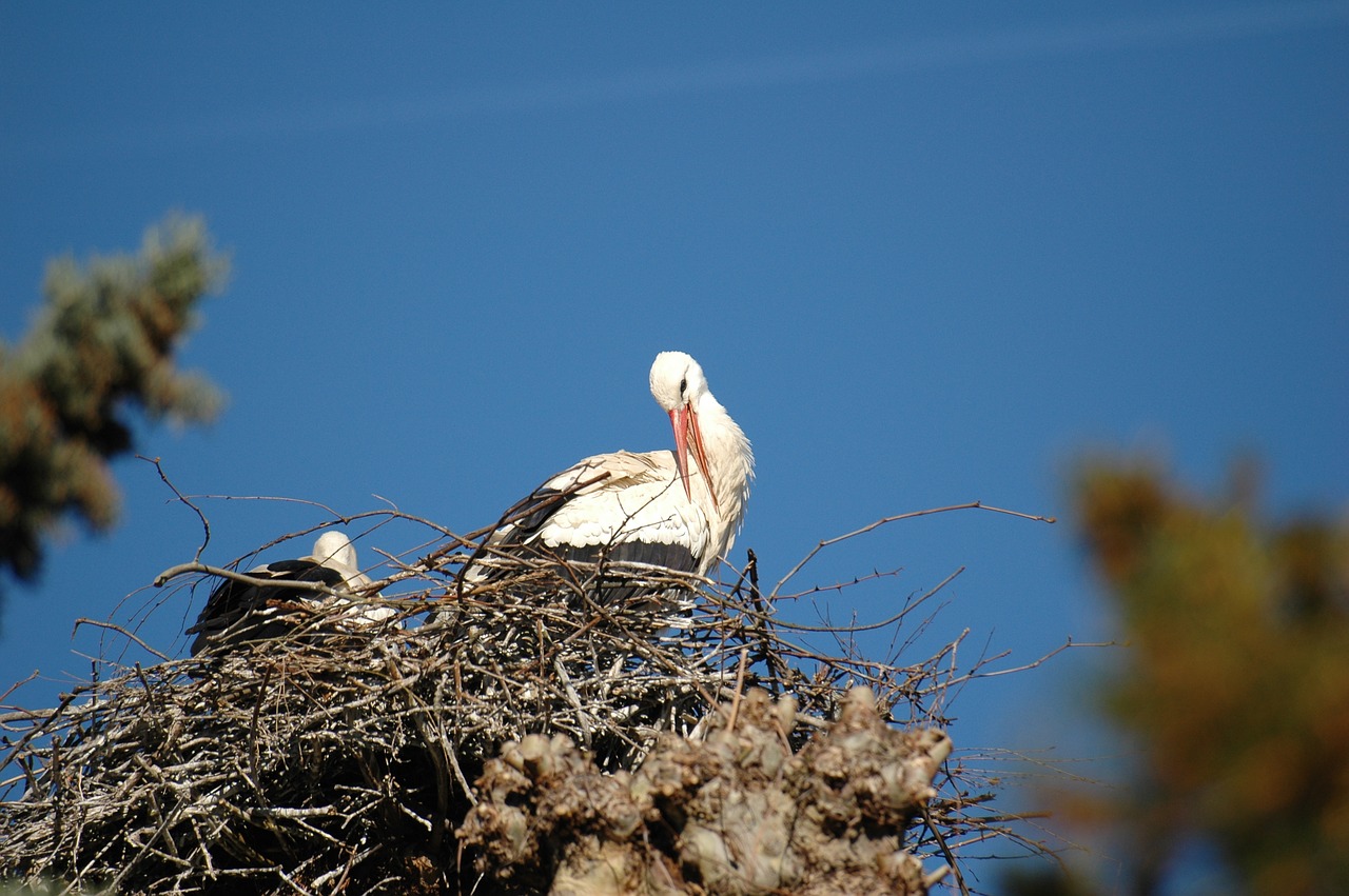 stork nest bird free photo