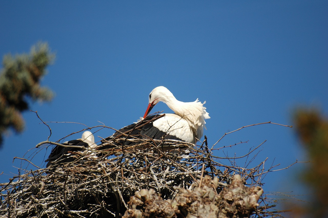 stork nest bird free photo