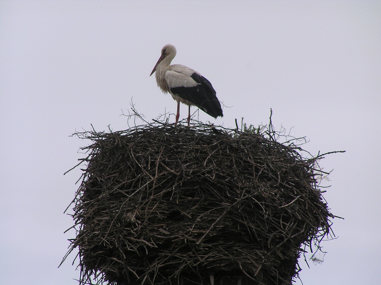 stork nest sky free photo