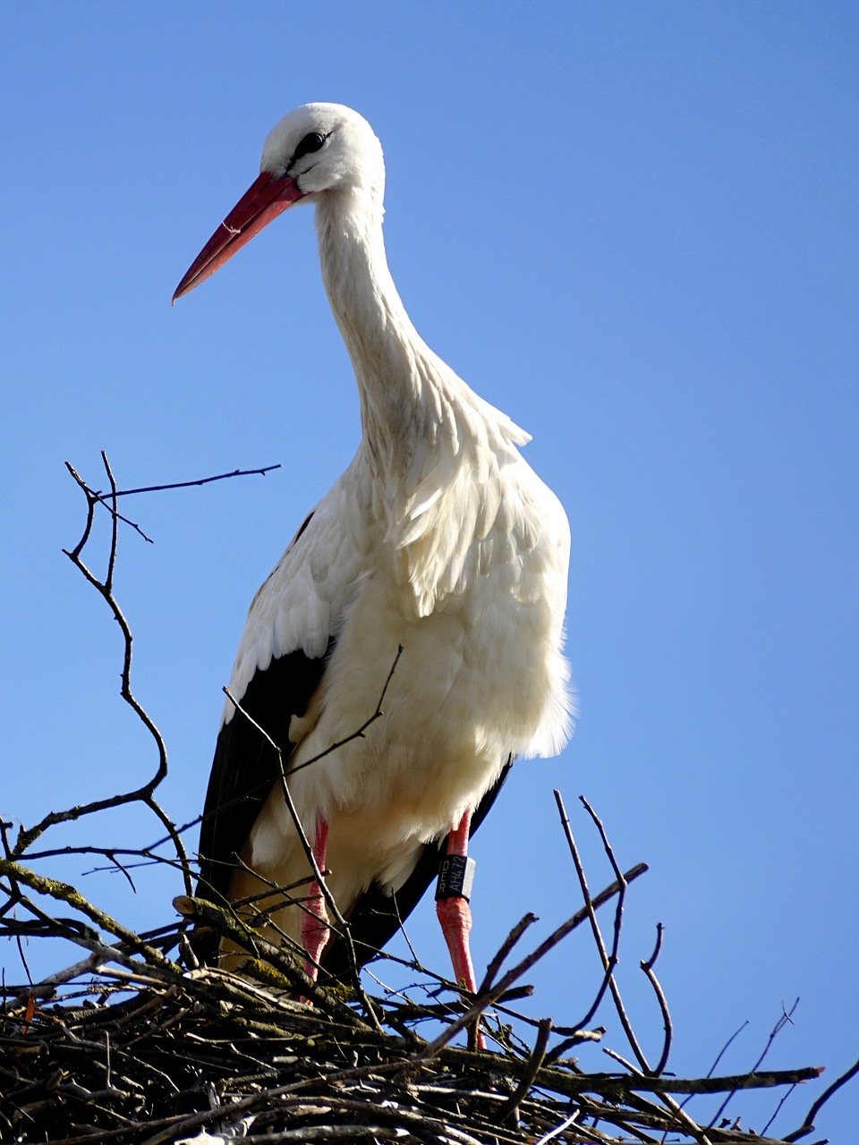 stork bird nest free photo