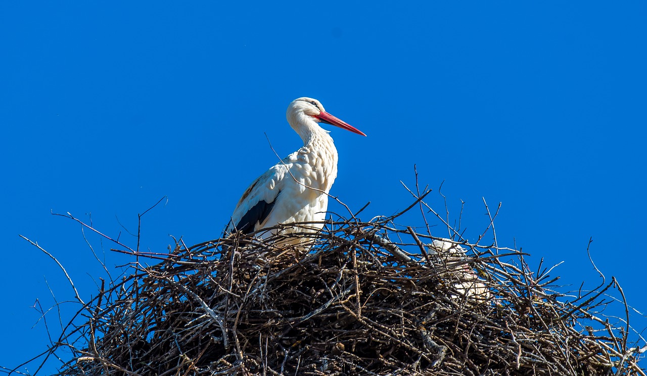 stork nest storchennest free photo