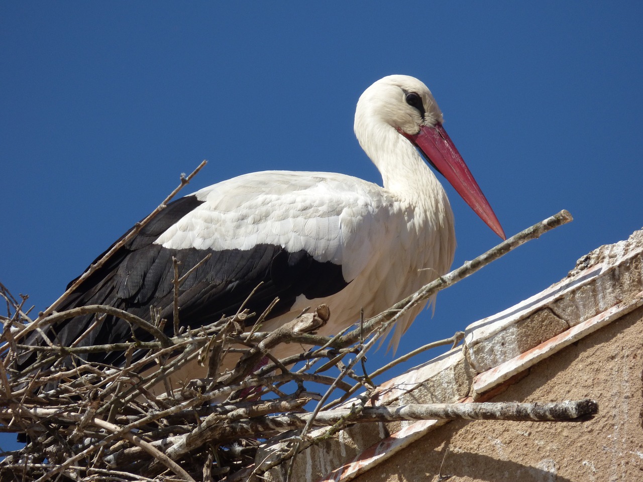 stork nest roof free photo