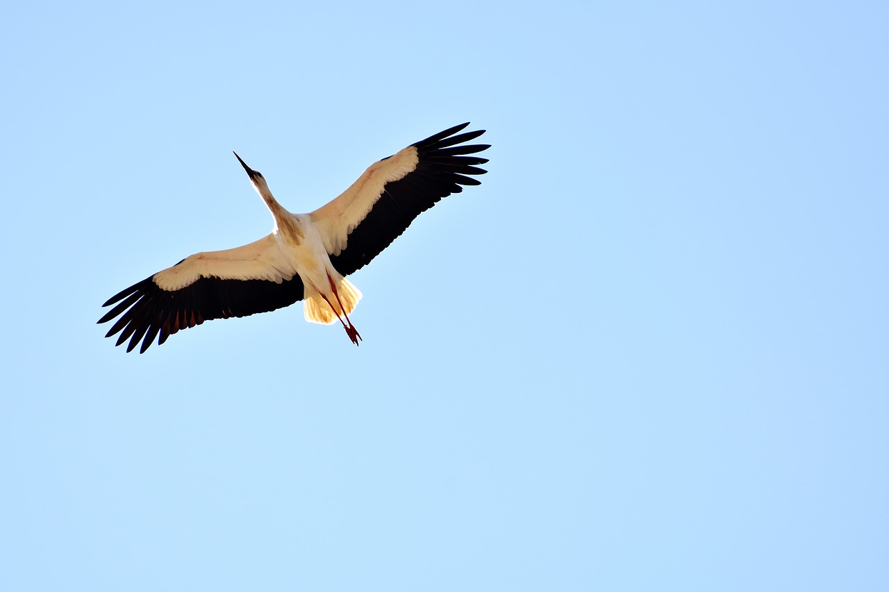 stork fly build free photo