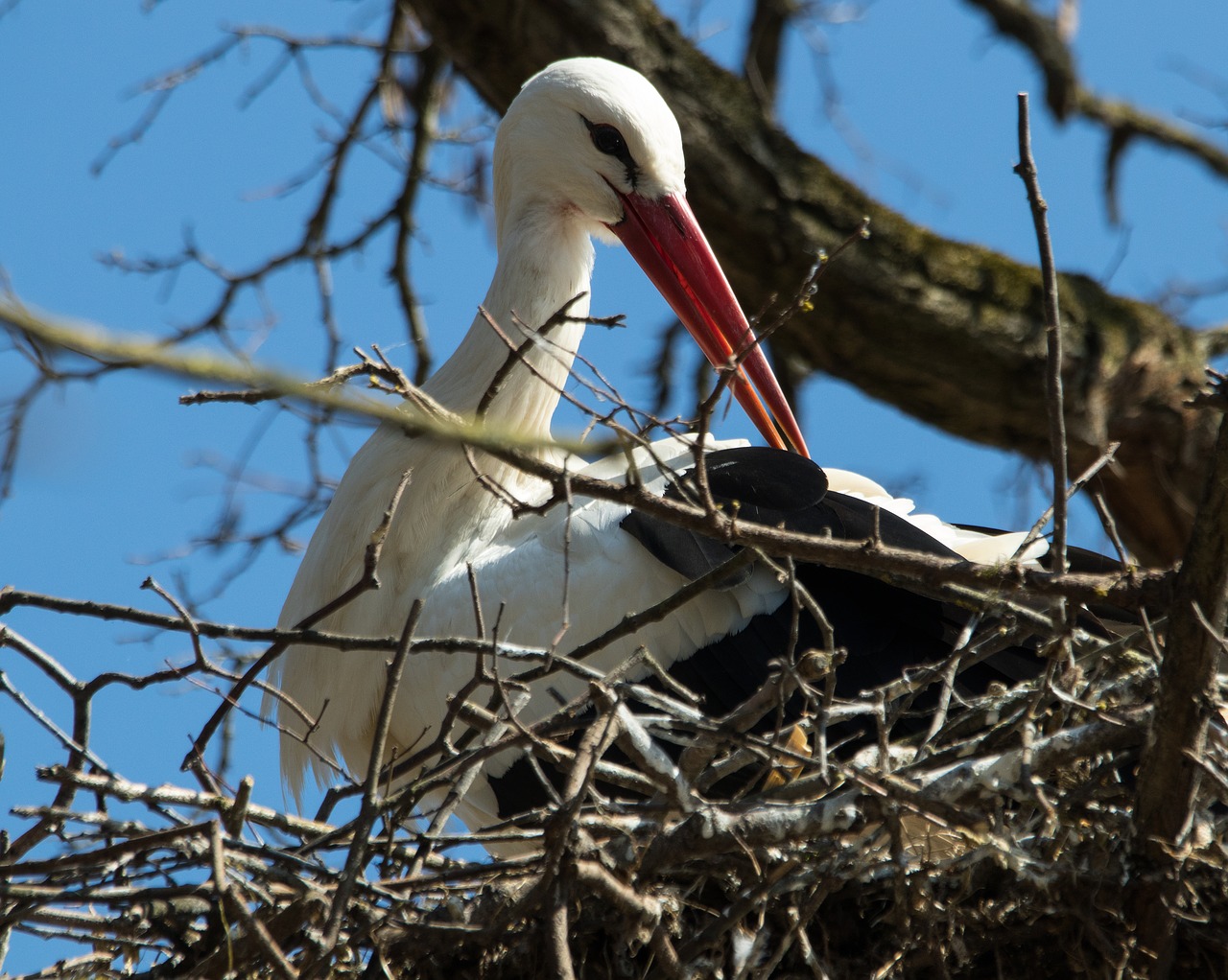 stork white stork breed free photo