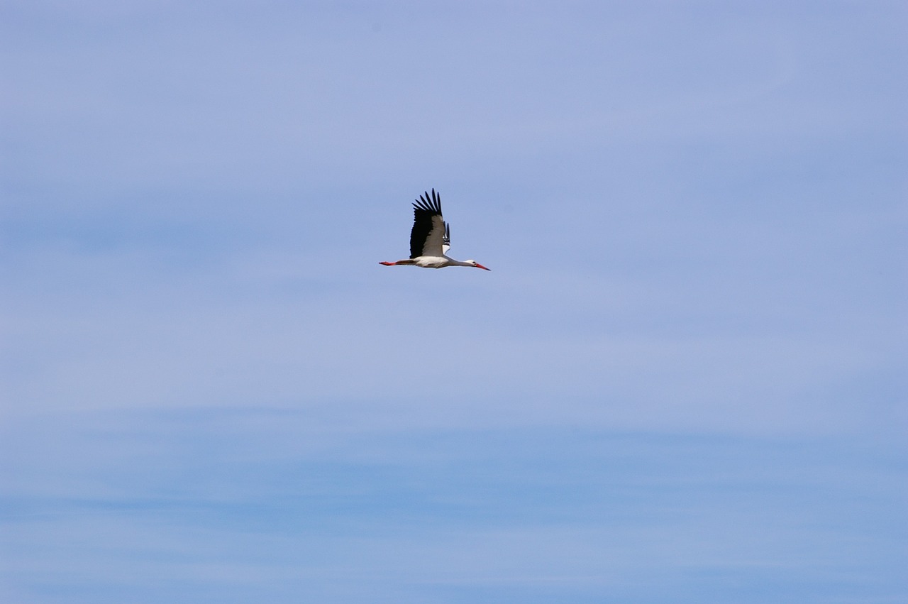 stork bird freedom free photo