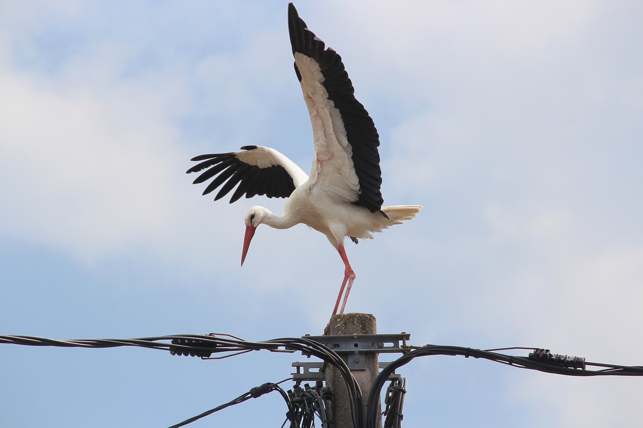 stork bird wings free photo