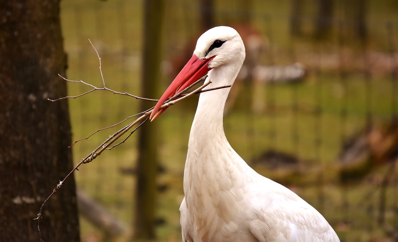 stork nest building bird free photo