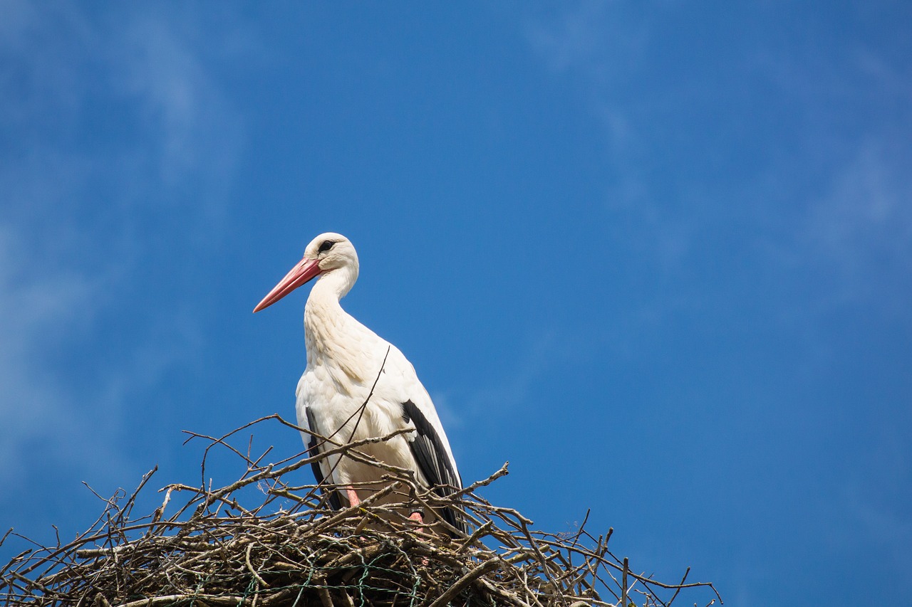 stork storchennest bird free photo