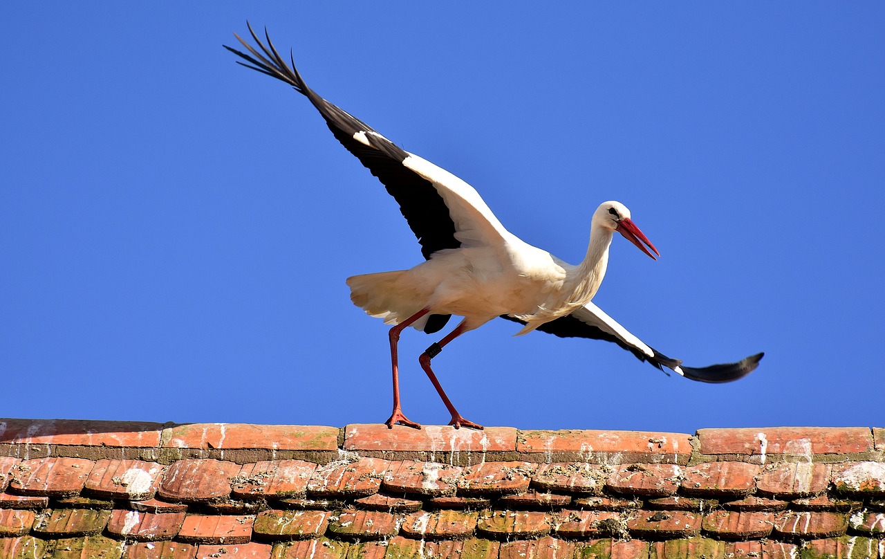 stork bird fly free photo