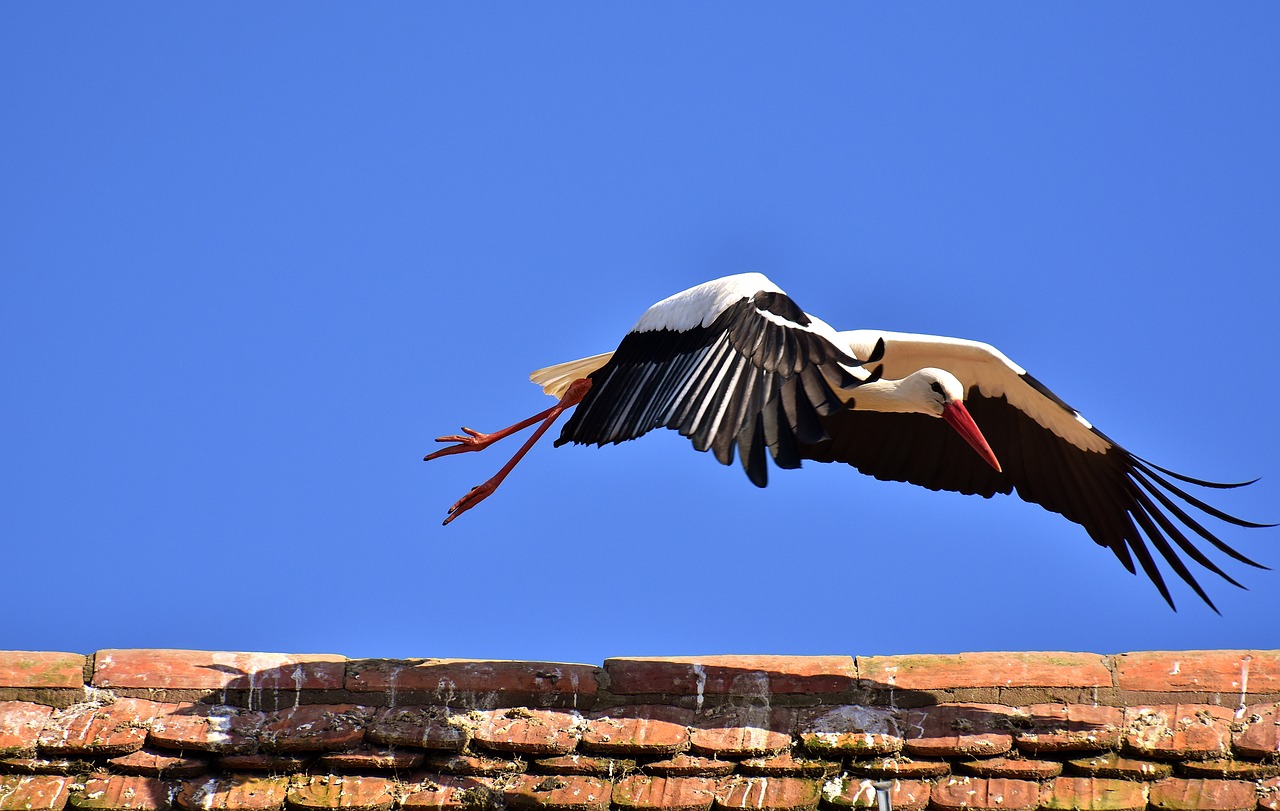 stork bird fly free photo