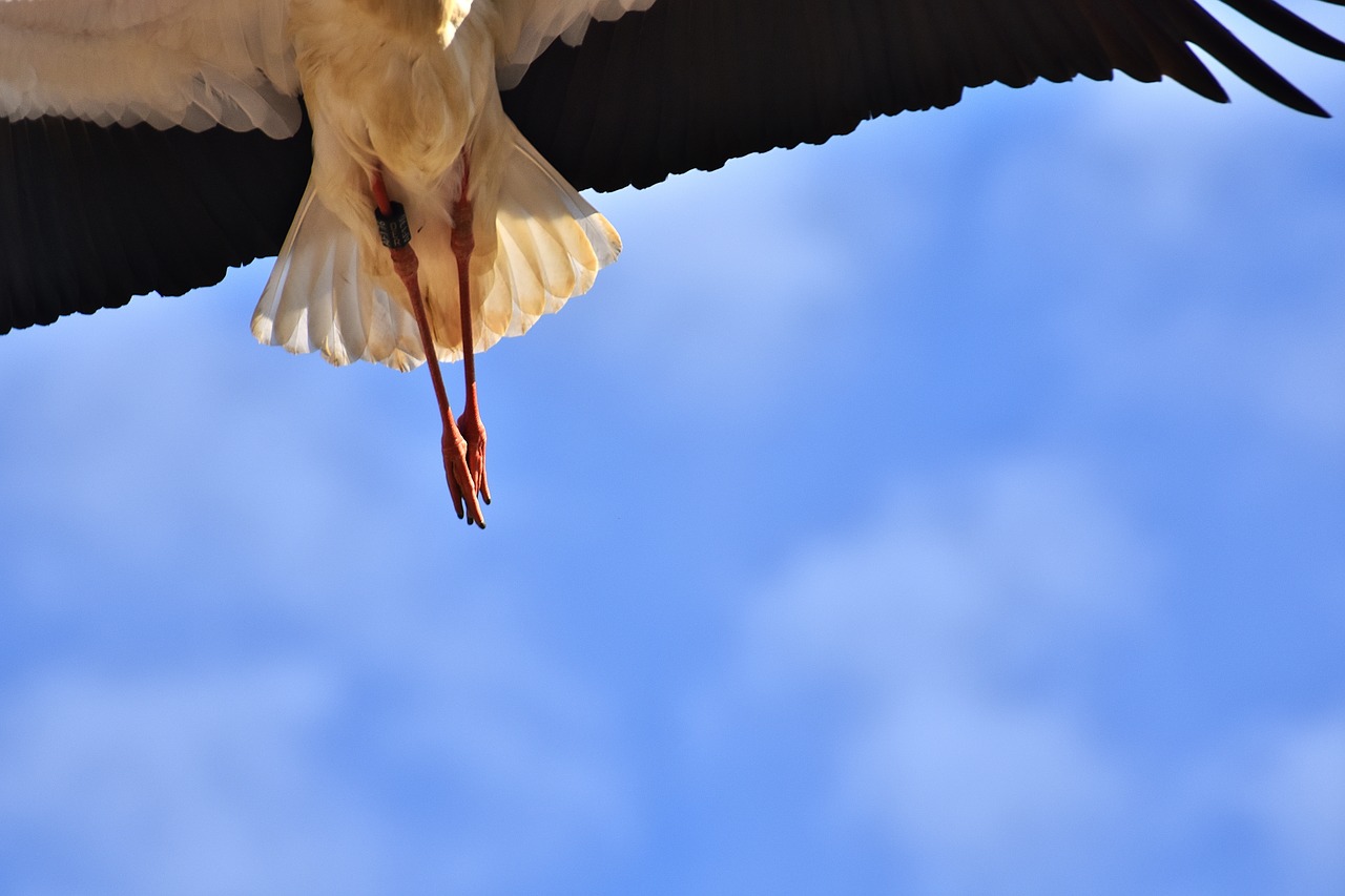 stork am gone bird free photo