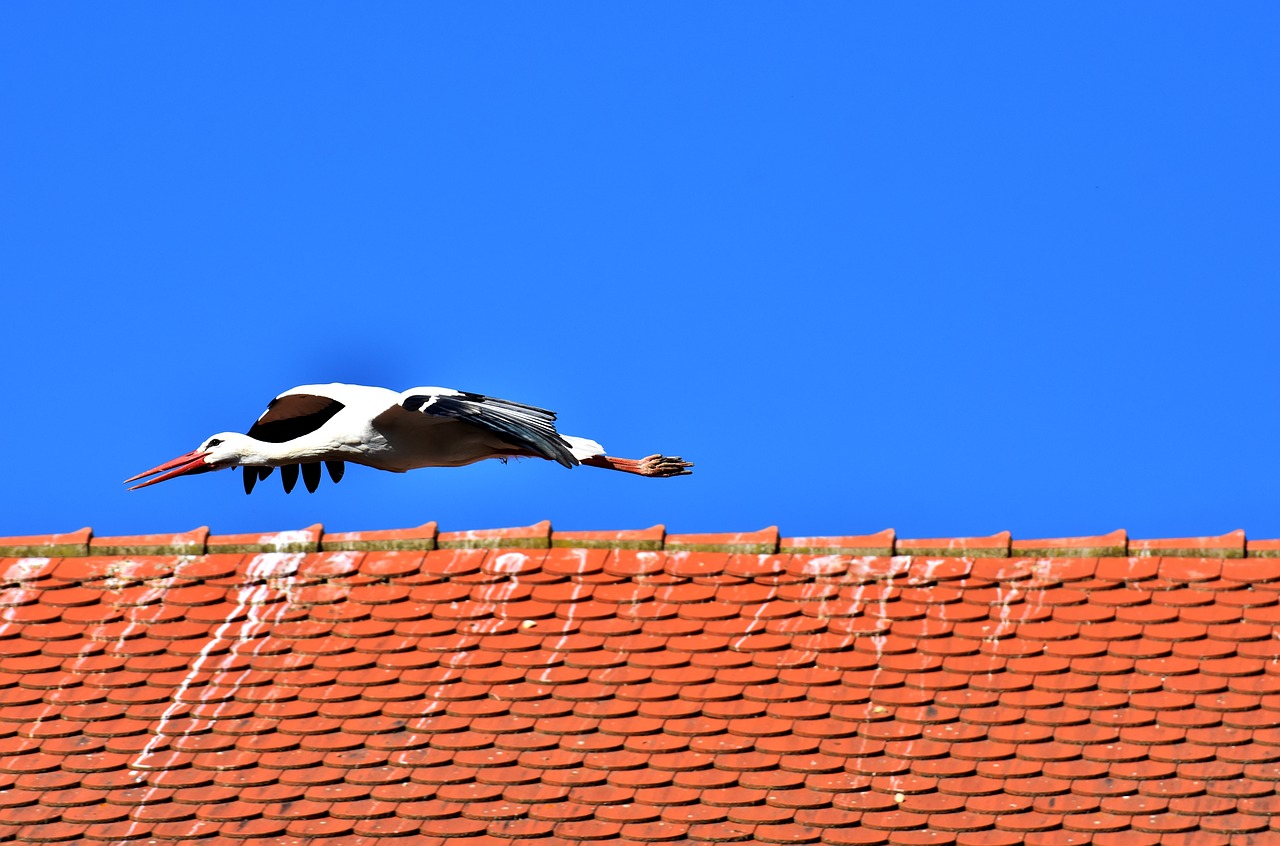 stork bird fly free photo