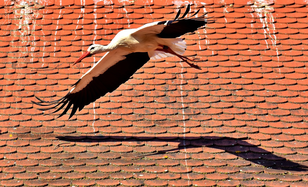 stork bird fly free photo