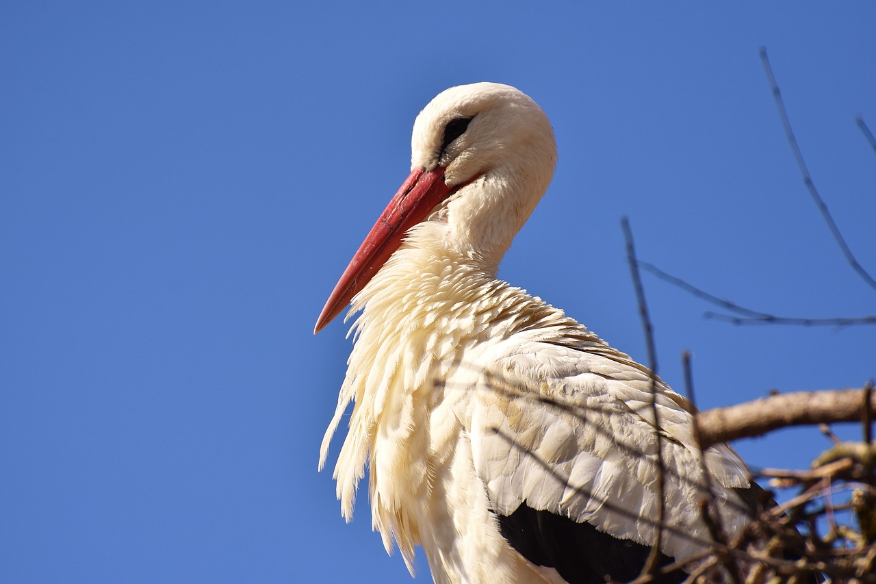 stork bird fly free photo