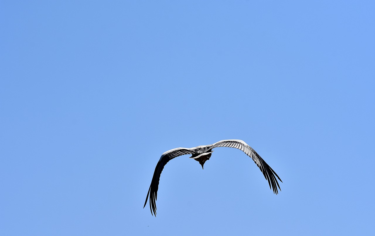 stork bird fly free photo