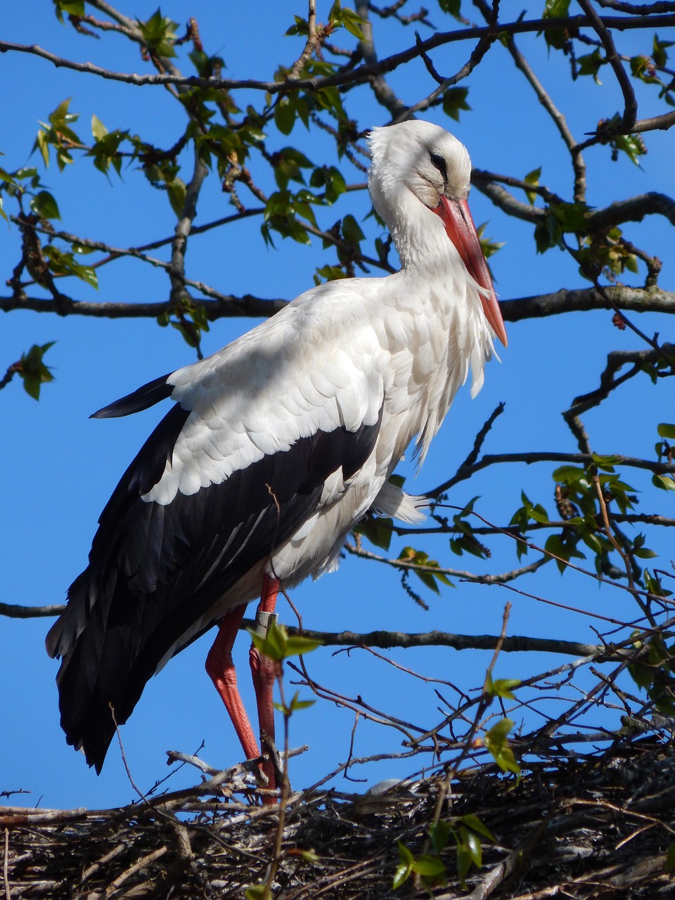 stork bird baby free photo