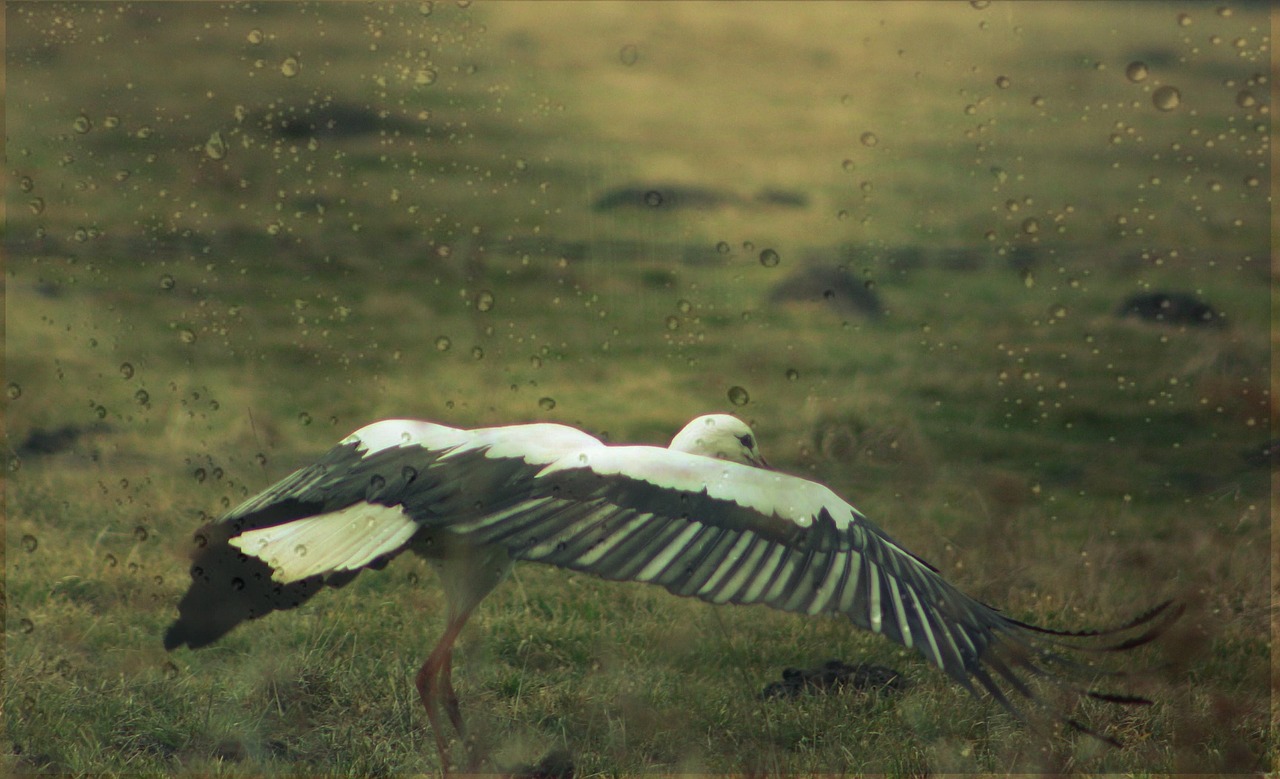 stork nature meadow free photo