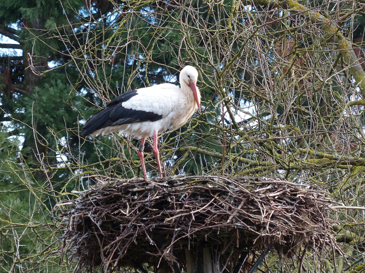 stork nest bird free photo