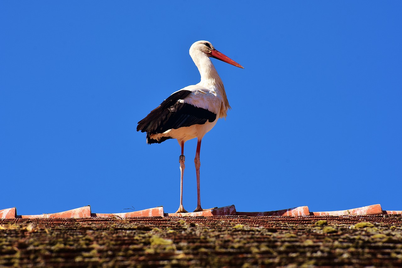 stork bird fly free photo