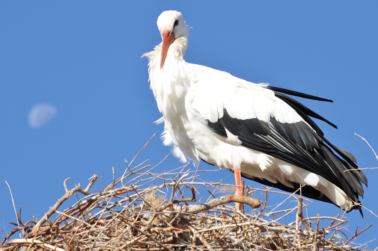 stork luna animals free photo