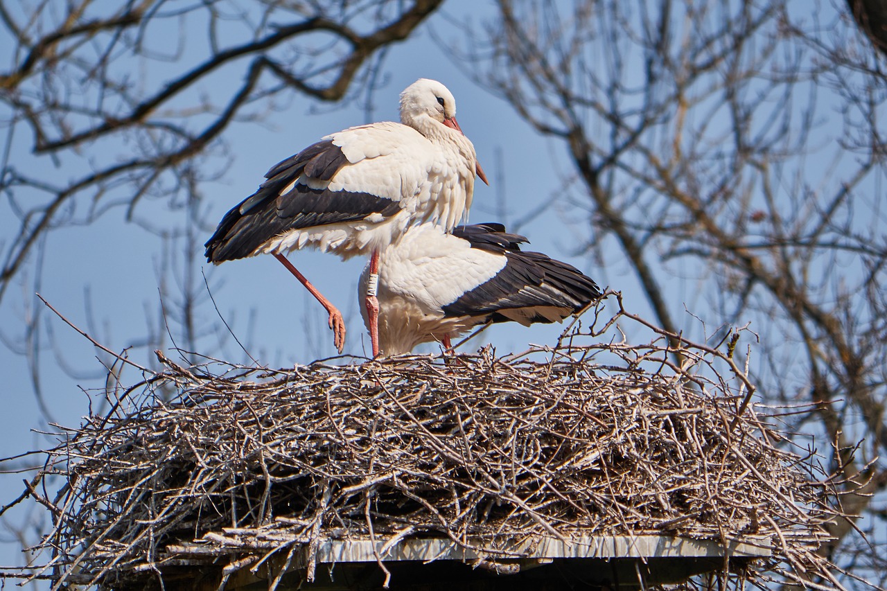 stork white nest free photo