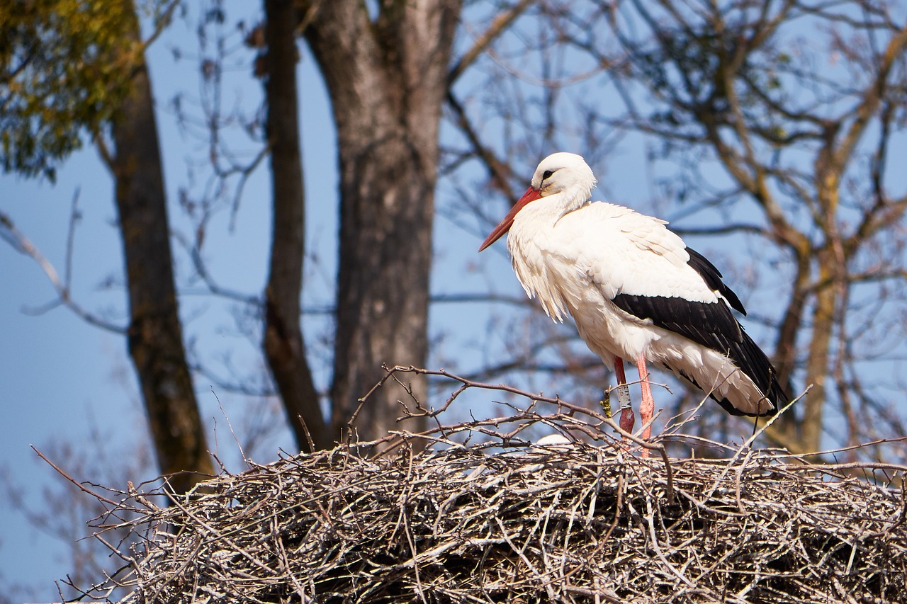 stork white nest free photo