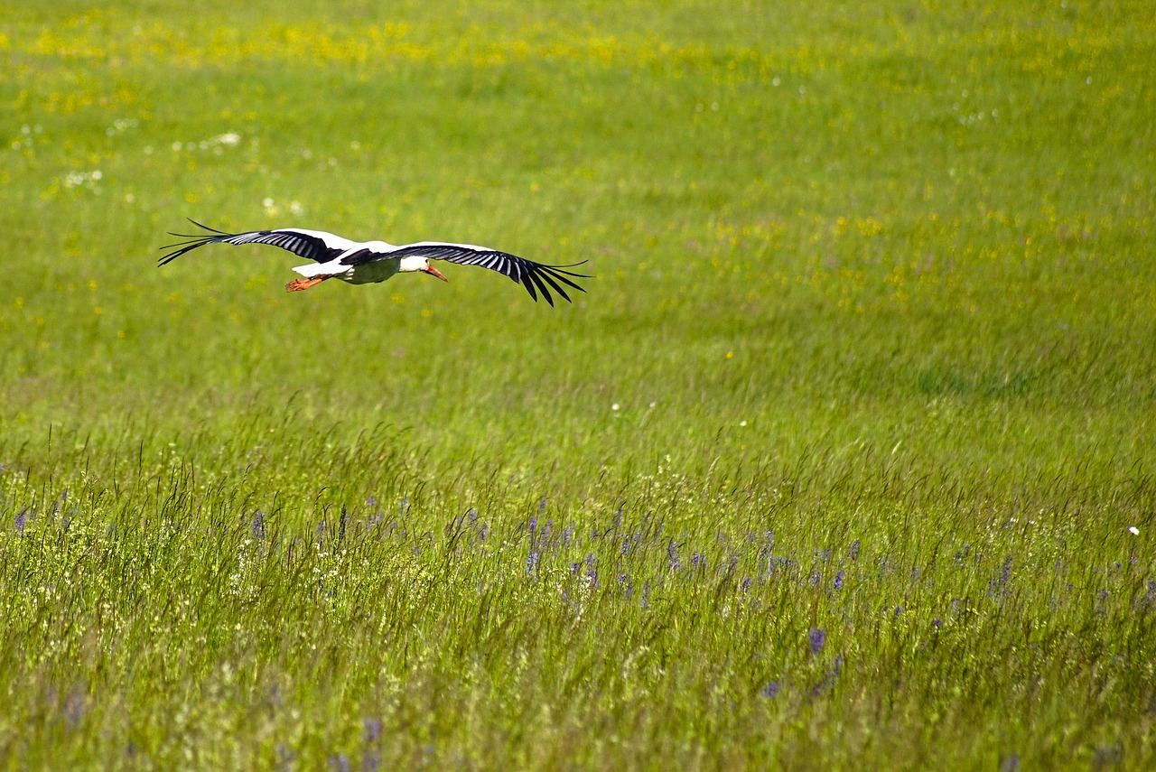 stork bird animal free photo