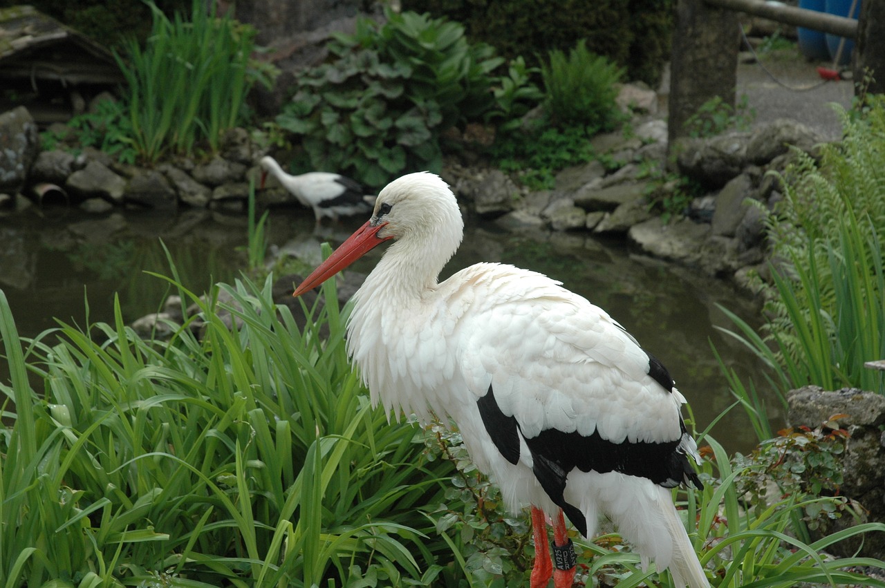 stork wildlife park alpine wildlife park free photo
