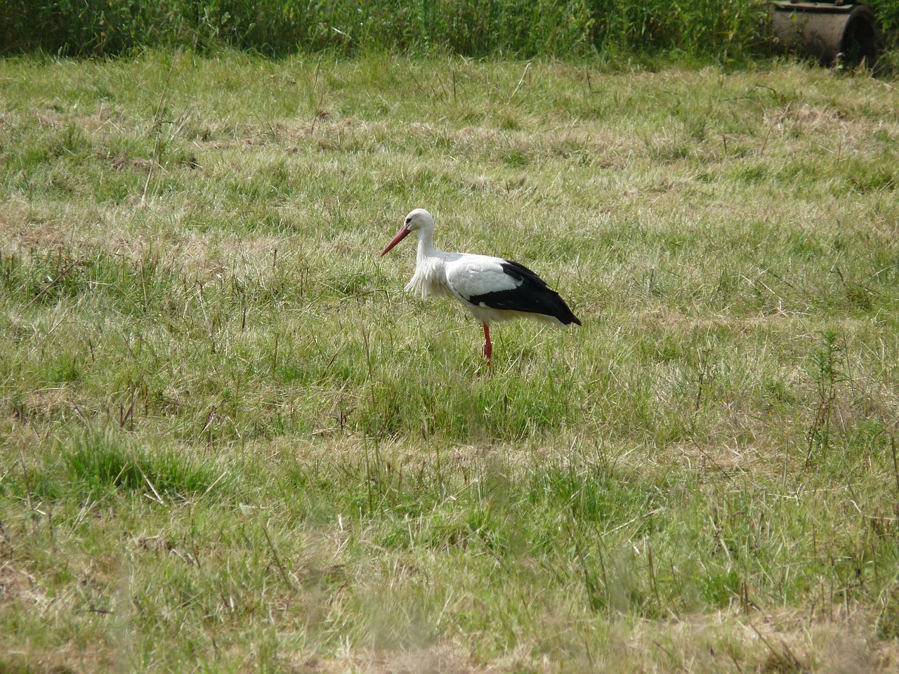 stork bird bill free photo